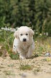 GOLDEN RETRIEVER 338